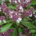 Ocimum basilicum 'Magical Michael'